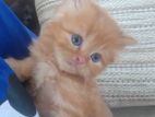 Ginger Persian Kitten