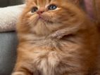 Ginger Persian Kitten