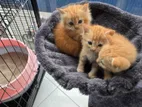 Ginger Persian Kittens