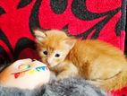 Ginger Persian Kittens