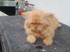 Ginger Persian Male for Crossing