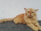 Ginger Persian Male for Crossing