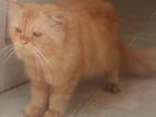 Ginger Persian Male for Crossing