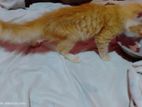 Ginger Persian Male Kitten