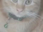 ginger pure breed male kitten