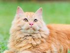 Ginger Persian Cat