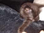 Ginger Siberian Baby Kitten Male