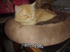 Ginger Siberian Male