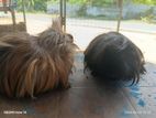 Guinea Pig