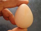 ගිනි කුකුල් බිත්තර Guinea Fowl Eggs