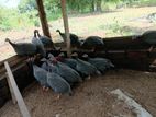 ගිනි කුකුළන්