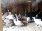 ගිනි කුකුලන්