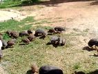 ගිනි කුකුලන්