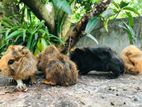 Guinea Pig
