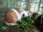 Guinea Pig