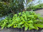 Gini Sapu Plants - ගිනි සපු පැල