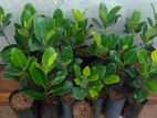 ගිනි වරකා බද්ද පැළ- Orange Jack Fruit Bud Plants
