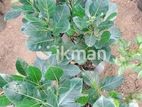 Gini Waraka Plants | ගිනිවරකා පැ ළ