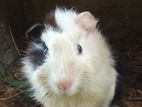 Guinea Pig