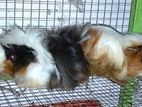 ginipig