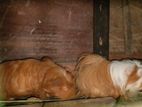 Guinea Pig