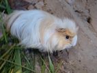 Guinea Pig