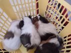 Ginipig Patawn Wikinimata