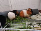Guinea Pig