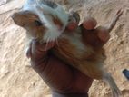 ගිනිපික් පැටවෙක්