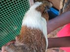 Guinea Pig