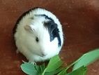Guinea Pigs