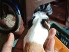 Guinea Pig