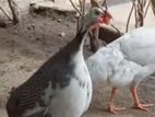 ගිනි කුකුළන්