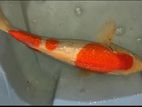 Koi Carp Fishes