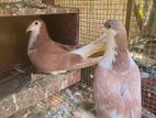 Pigeon