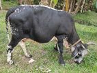 Girilando Cow ගිරිලන්ඩ්