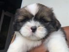 Shihtzu Puppy