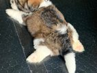 Shihtzu Puppy