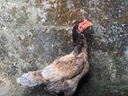 Rooster