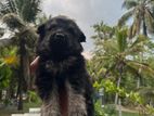 German Shepherd Long Coat Puppy