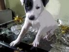 Dog for A Kind Home