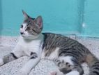 Persian Cats for Kind Home