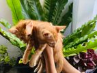 Cat for Kind Home