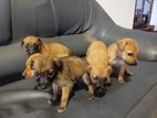 Puppies for Kind Home