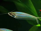 Glass Catfish