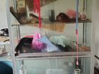 Glass Cupboard