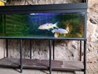 Glass Fish Tank
