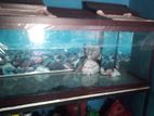 Glass Fish Tank