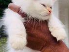 Persian Kitten