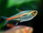 Glow Light Tetra